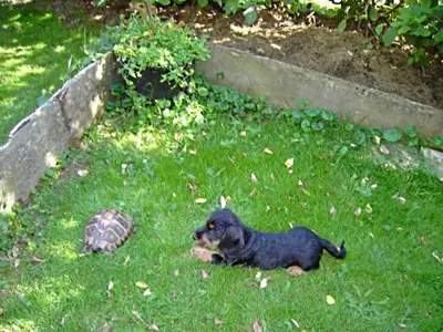 Tierische Hofbewohner 2