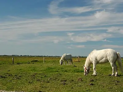 Ponys