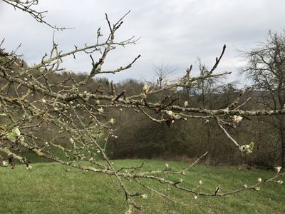 Apfelblüte auf der Obstbaumwiese im April