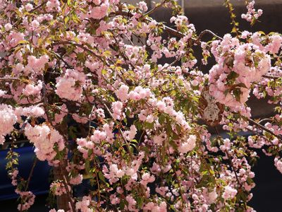 Kirschblüte im Frühling vor dem Haus