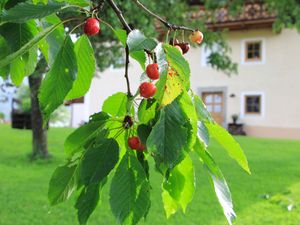 24034183-Ferienwohnung-6-Teisendorf-300x225-3