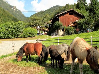 Ponys im Sommer