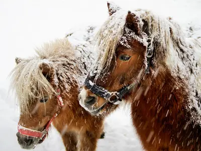 Alle Gästekinder lieben unsere Ponys