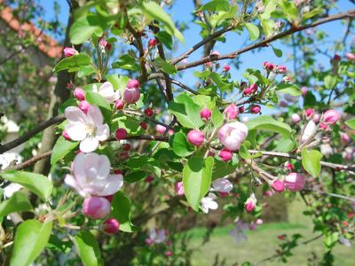 Blüten im Garten