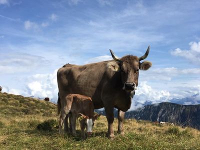 Mutterkuh Paula mit Kalb auf der Alp