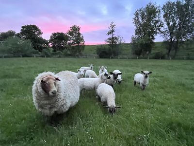 Deichnähe mit Schafen :)