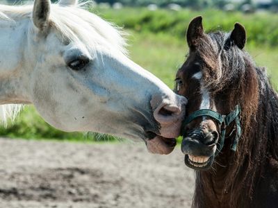 Cisco und Pepe