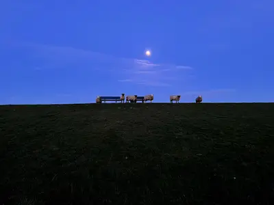 Mondschafe