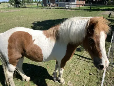 Ferienwohnung für 6 Personen (60 m²) in Tetenbüll 6/10