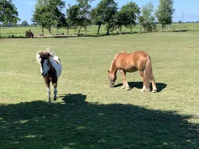 Ferienwohnung für 6 Personen (60 m²) in Tetenbüll 7/10
