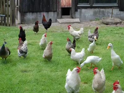 Ferienwohnung für 6 Personen (60 m²) in Tetenbüll 8/10