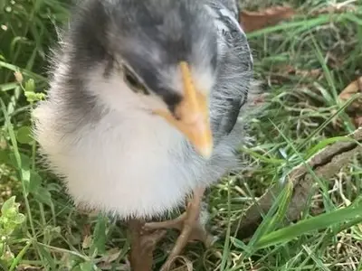 Ferienwohnung für 6 Personen (60 m²) in Tetenbüll 9/10