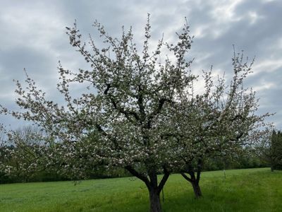 Blick in den Obstgarten