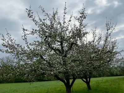 Ferienwohnung für 4 Personen (70 m²) in Tettnang 4/10