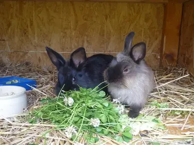 Ferienwohnung für 6 Personen (90 m²) in Tettnang 2/10