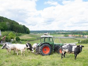 22604573-Ferienwohnung-4-Tettnang-300x225-1