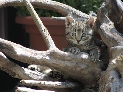 Die kleinen Katzen am spielen zwischen den Wurzeln