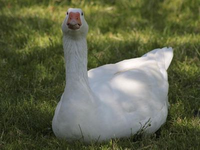 Die Gänse machen sich mit ihrem geschnatter auch immer bemerkbar