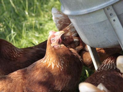 Unserer Freilandhühner geniessen ihren Auslauf