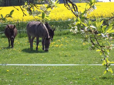 Ferienwohnung für 4 Personen (45 m²) in Theisseil 6/10