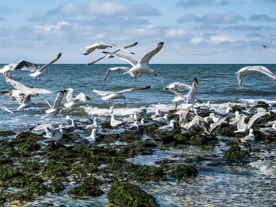 Ferienwohnung für 4 Personen (48 m²) in Sylt-Ost 9/10