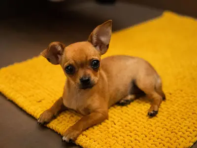 Auch Hunde fühlen sich wohl bei uns