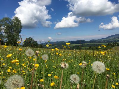 Blumenwiese im Hochschwarzwald