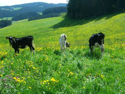 Unsere Nachzucht Tibet, Tiggy und Tilly auf saftigen Wiesen