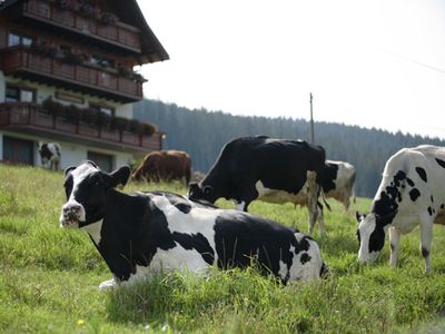 Ferienwohnung für 3 Personen (28 m²) in Titisee-Neustadt 5/10