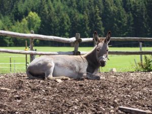 18984021-Ferienwohnung-4-Titisee-Neustadt-300x225-5