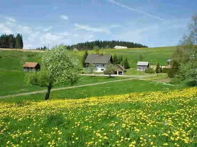 Direkte Umgebung des Objekts. Frühling im Hochschwarzwald. Die Wiesen ums Haus blühen gelb.