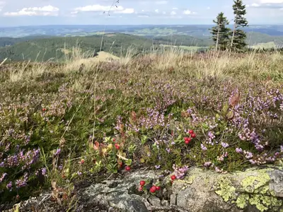 Feldberg