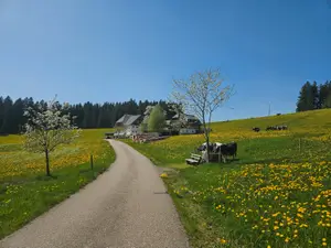 Ferienwohnung für 2 Personen (38 m²) in Titisee-Neustadt
