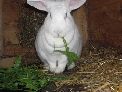 Ferienwohnung für 2 Personen (38 m²) in Titisee-Neustadt 7/10