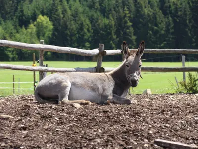 Ferienwohnung für 3 Personen (28 m²) in Titisee-Neustadt 1/5