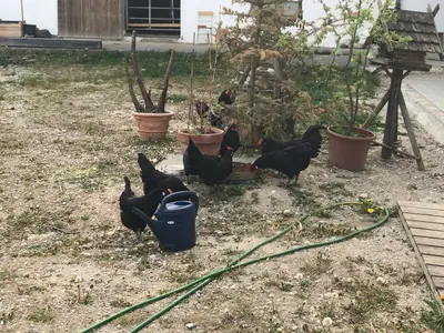 Ferienwohnung für 5 Personen (70 m²) in Tittmoning 8/10