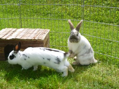 "Hoppel" und "Lumi" freuen sich auf Streicheleinheiten