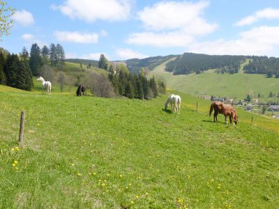 Sommerweide Todtnauberg