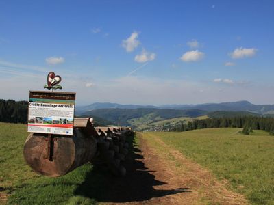 Längste Baumliege