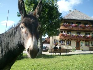 Ferienwohnung für 4 Personen in Todtnau