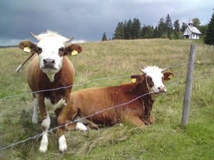 19052112-Ferienwohnung-4-Todtnau-300x225-4