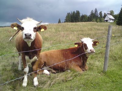 Todtnaubergs Kapelle im Hintergrund