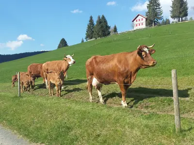 Ferienwohnung für 4 Personen (35 m²) in Todtnau 2/10