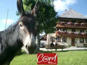 Ferienwohnung für 4 Personen (40 m²) in Todtnau