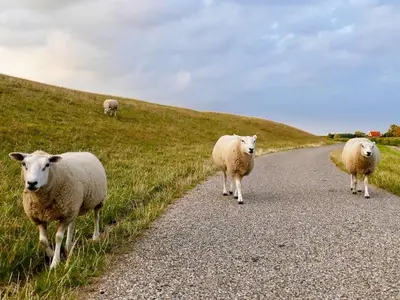 Tierische Nachbarn