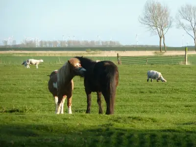 Tom und Fritzi