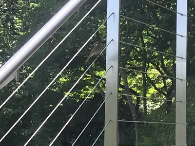 Unsere Gäste aus dem Vogelreich