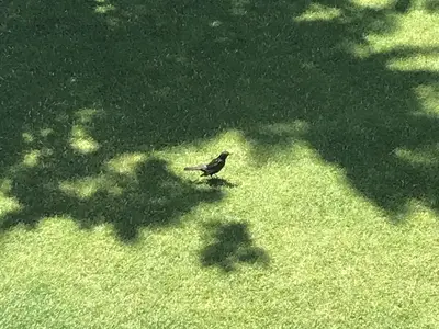 Unsere Gäste aus dem Vogelreich