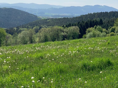 Wald und Wiese