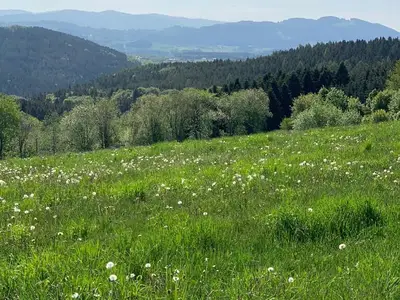 Wald und Wiese